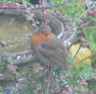 Robin