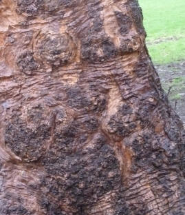 Tree bark