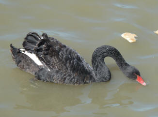 Black swan