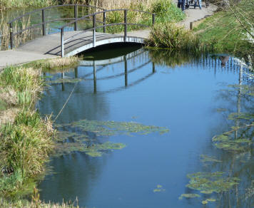 Pondn in Gordon's Park