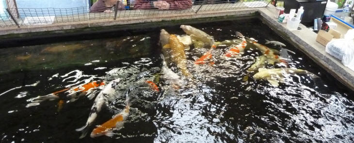 Big Koi tank