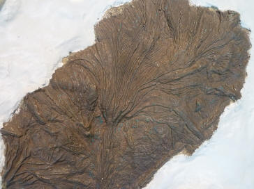 Plant fossil