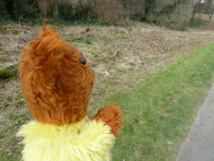 Yellow Teddy viewing cut down bramble patch