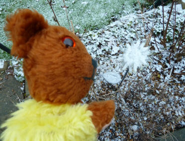 Yellow Teddy with solar flower looking like a snowflake