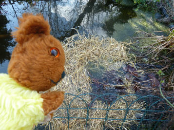 Yellow Teddy and frogspawn on straw