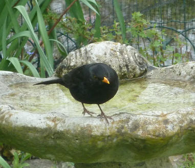 Blackbird