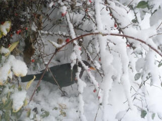 Blackbird under bushes