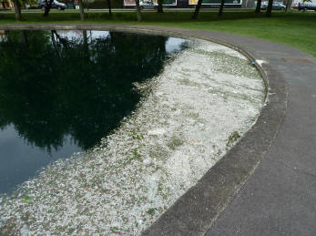 Petals at edge of boating pond