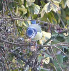 Bluetit with bread