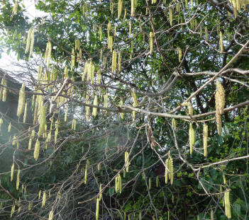 Yellow catkins