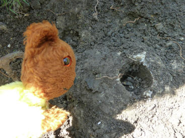 Yellow Teddy with concrete lump