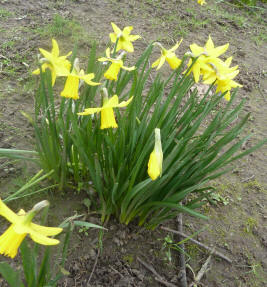 Daffodils