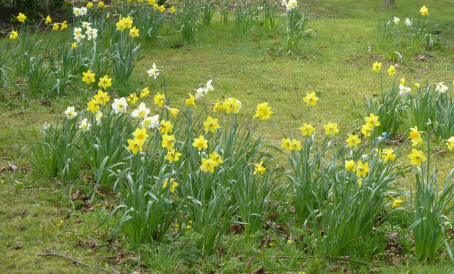 Daffodils in churchyard