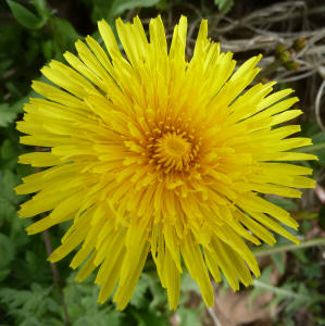 Dandelion