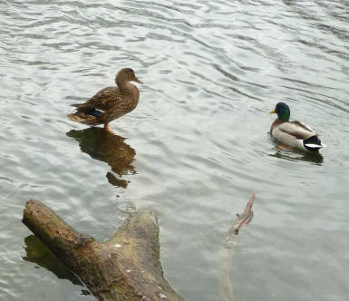 Duck on log