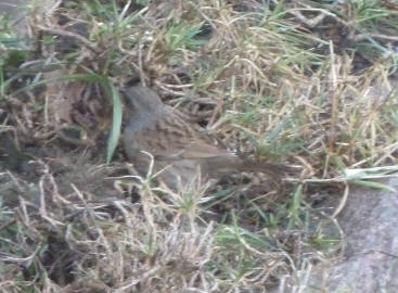 Dunnock amongst plants