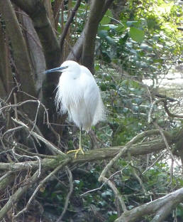 White egret