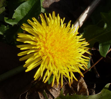 Dandelion flower