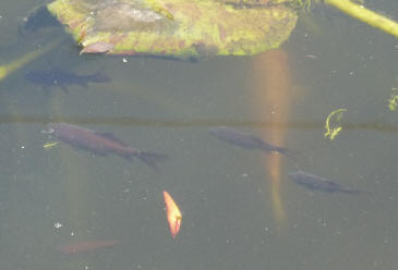 Baby goldfish