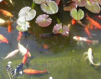 Goldfish pond