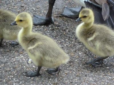 Goslings