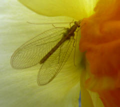 Lacewing inside daffodil