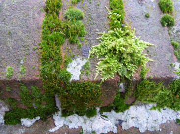 Mossy brick wall