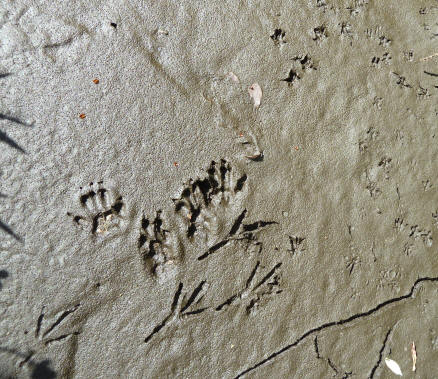 Prints in mud