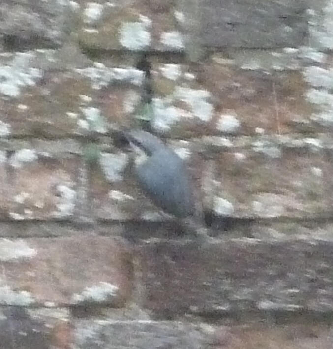 Nuthatch on wall 1