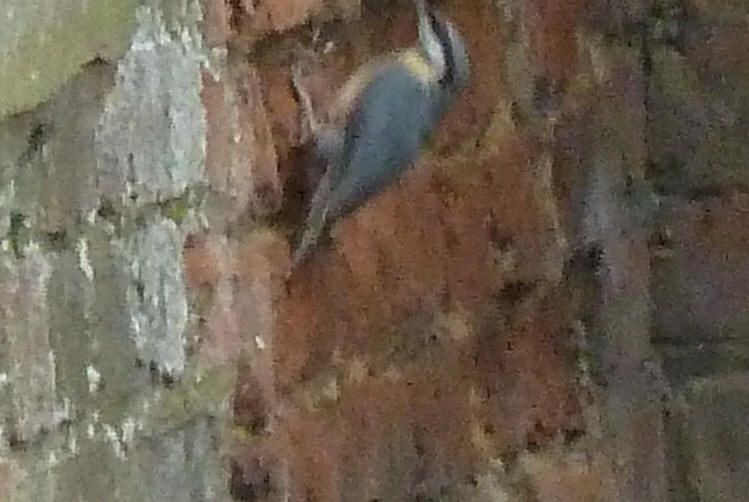 Nuthatch on wall 2