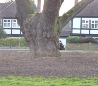 Ancient oak tree