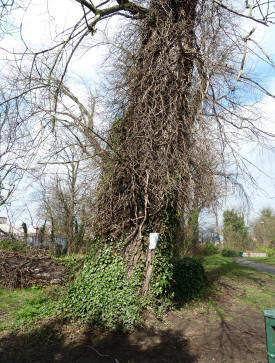 Old tree with removal notice