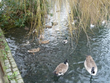 Park ducks