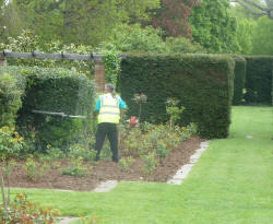 Park gardener trimming hedges