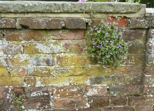 Old brick wall in park