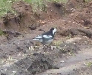 Pied wagtail