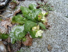 Snowdust on primrose