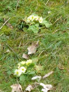 Primroses