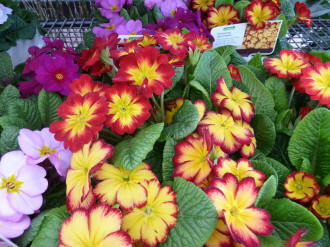 Garden centre primulas