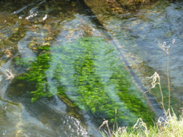 Weed under flowing smooth water