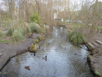 River with ducks