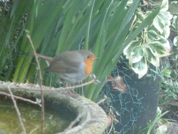 Robin