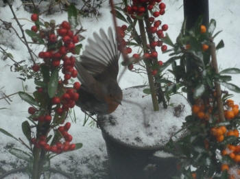 Robin on plant pots