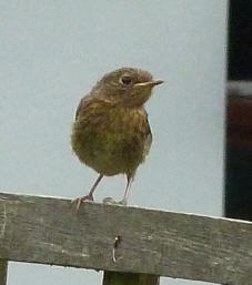 Young robin