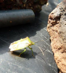 Shield bug 1