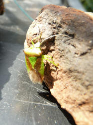 Shield bug 2