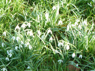 Snowdrops on grass verge