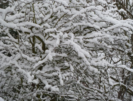 Snow-laden branches