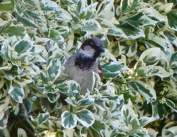 House sparrow