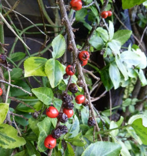 Cotoneaster berries